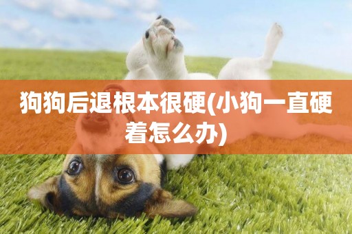 狗狗后退根本很硬(小狗一直硬著怎么辦)