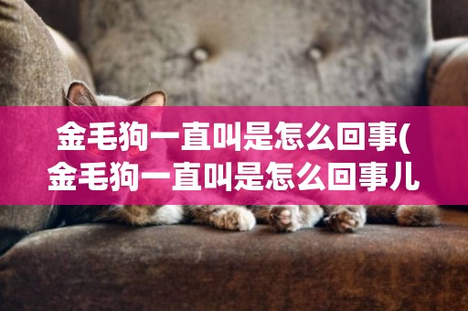 金毛狗一直叫是怎么回事(金毛狗一直叫是怎么回事兒)