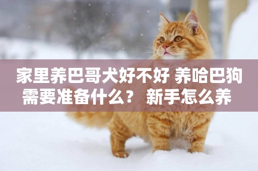 家里養巴哥犬好不好 養哈巴狗需要準備什么？ 新手怎么養 