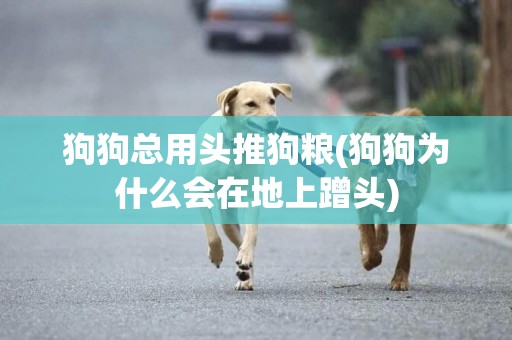 狗狗總用頭推狗糧(狗狗為什么會在地上蹭頭)