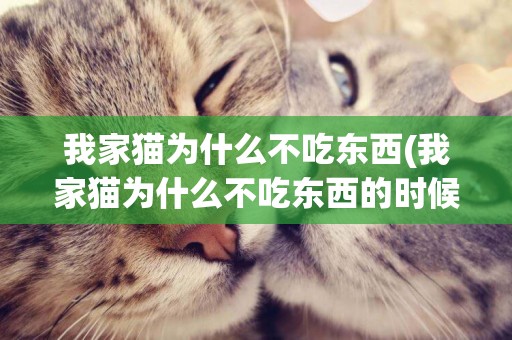 我家貓為什么不吃東西(我家貓為什么不吃東西的時候會發出奇怪的聲音?)