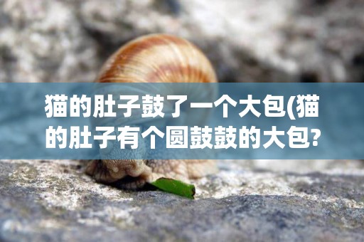 貓的肚子鼓了一個大包(貓的肚子有個圓鼓鼓的大包?)