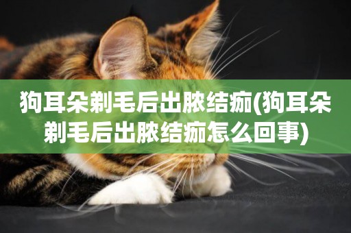 狗耳朵剃毛后出膿結痂(狗耳朵剃毛后出膿結痂怎么回事)