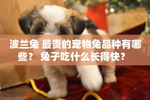 波蘭兔 最貴的寵物兔品種有哪些？ 兔子吃什么長得快？ 