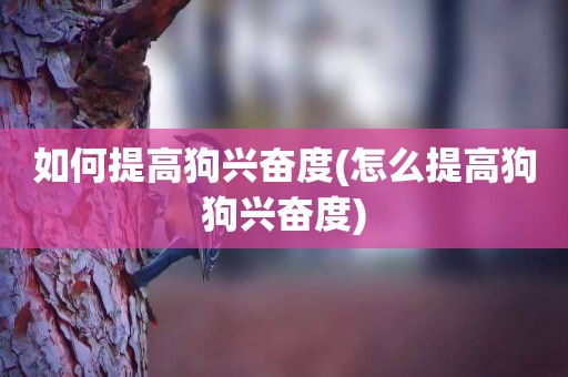 如何提高狗興奮度(怎么提高狗狗興奮度)