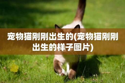寵物貓剛剛出生的(寵物貓剛剛出生的樣子圖片)