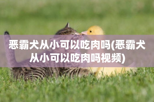 惡霸犬從小可以吃肉嗎(惡霸犬從小可以吃肉嗎視頻)