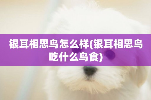 銀耳相思鳥怎么樣(銀耳相思鳥吃什么鳥食)