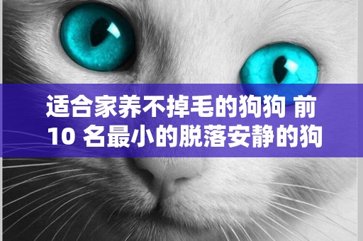 適合家養不掉毛的狗狗 前 10 名最小的脫落安靜的狗； 對家庭有益 