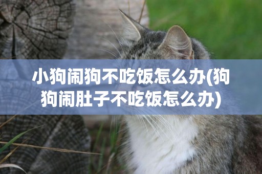 小狗鬧狗不吃飯怎么辦(狗狗鬧肚子不吃飯怎么辦)