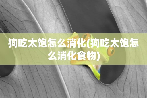 狗吃太飽怎么消化(狗吃太飽怎么消化食物)
