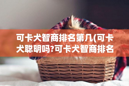 可卡犬智商排名第幾(可卡犬聰明嗎?可卡犬智商排名第幾)