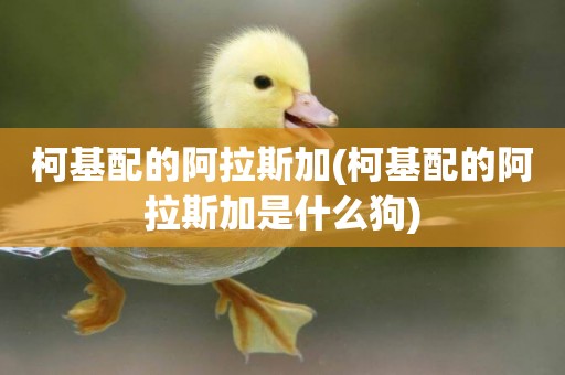 柯基配的阿拉斯加(柯基配的阿拉斯加是什么狗)