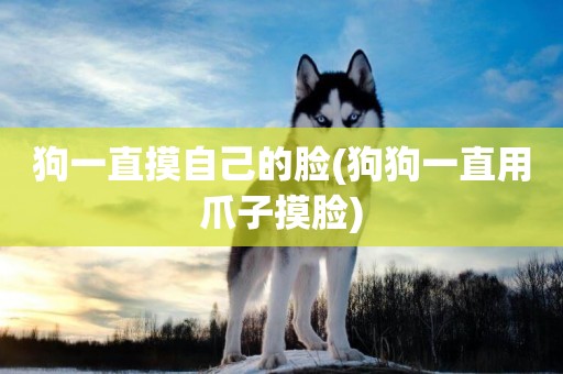 狗一直摸自己的臉(狗狗一直用爪子摸臉)