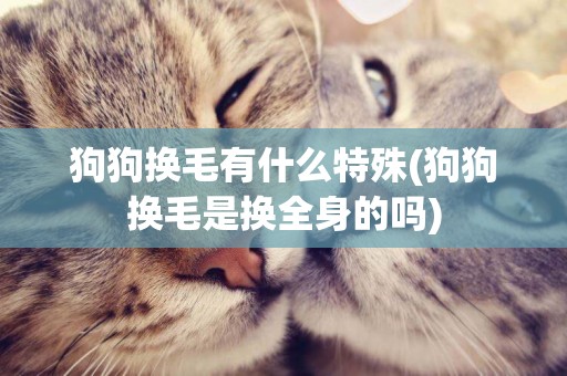 狗狗換毛有什么特殊(狗狗換毛是換全身的嗎)