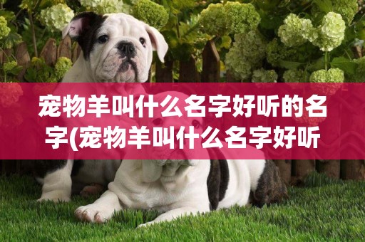 寵物羊叫什么名字好聽的名字(寵物羊叫什么名字好聽的名字大全)