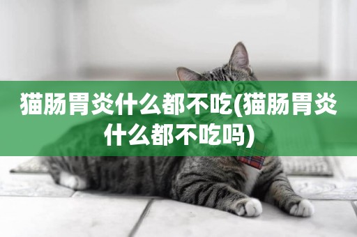 貓腸胃炎什么都不吃(貓腸胃炎什么都不吃嗎)