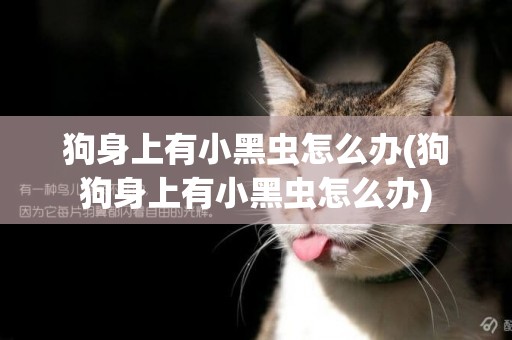狗身上有小黑蟲怎么辦(狗狗身上有小黑蟲怎么辦)