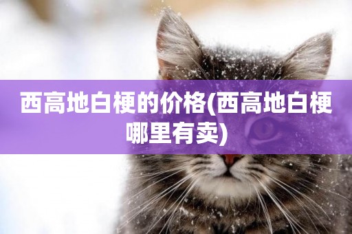西高地白梗的價格(西高地白梗哪里有賣)