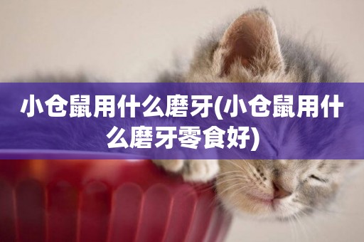 小倉鼠用什么磨牙(小倉鼠用什么磨牙零食好)