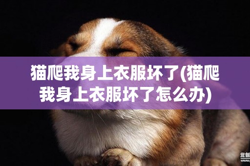 貓爬我身上衣服壞了(貓爬我身上衣服壞了怎么辦)