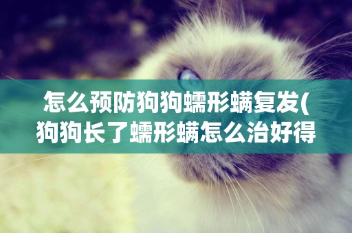 怎么預防狗狗蠕形螨復發(狗狗長了蠕形螨怎么治好得快)