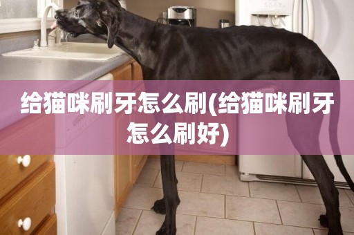 給貓咪刷牙怎么刷(給貓咪刷牙怎么刷好)