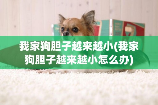 我家狗膽子越來越小(我家狗膽子越來越小怎么辦)