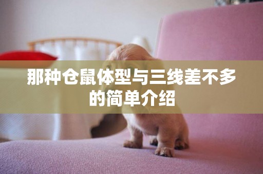 那種倉鼠體型與三線差不多的簡單介紹