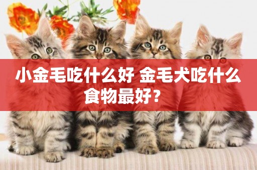 小金毛吃什么好 金毛犬吃什么食物最好？ 