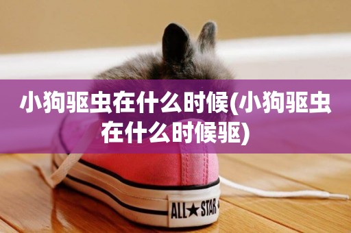 小狗驅蟲在什么時候(小狗驅蟲在什么時候驅)