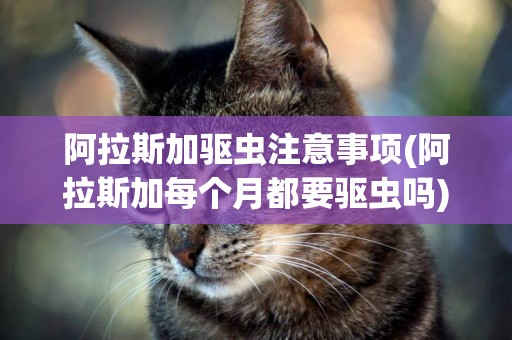 阿拉斯加驅蟲注意事項(阿拉斯加每個月都要驅蟲嗎)