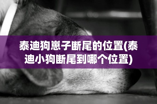 泰迪狗崽子斷尾的位置(泰迪小狗斷尾到哪個位置)