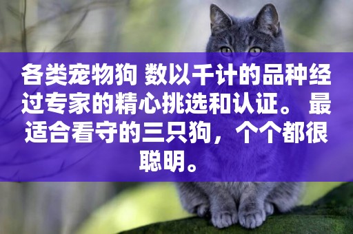 各類寵物狗 數以千計的品種經過專家的精心挑選和認證。 最適合看守的三只狗，個個都很聰明。 