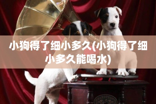 小狗得了細小多久(小狗得了細小多久能喝水)