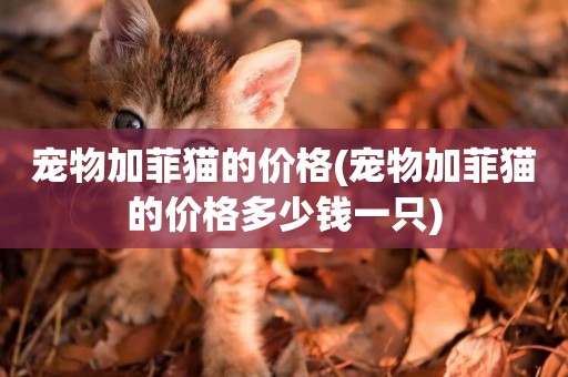 寵物加菲貓的價格(寵物加菲貓的價格多少錢一只)