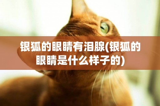 銀狐的眼睛有淚腺(銀狐的眼睛是什么樣子的)