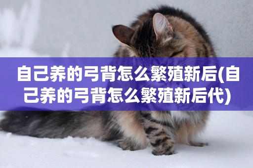 自己養的弓背怎么繁殖新后(自己養的弓背怎么繁殖新后代)