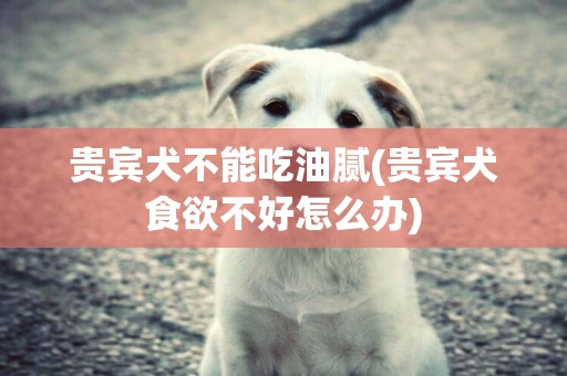貴賓犬不能吃油膩(貴賓犬食欲不好怎么辦)