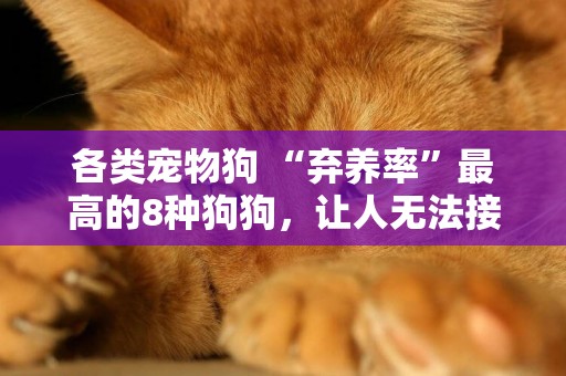 各類寵物狗 “棄養率”最高的8種狗狗，讓人無法接受，勸你不要養 