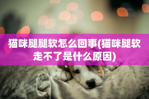 貓咪腿腿軟怎么回事(貓咪腿軟走不了是什么原因)
