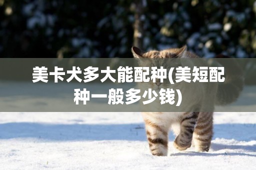 美卡犬多大能配種(美短配種一般多少錢)
