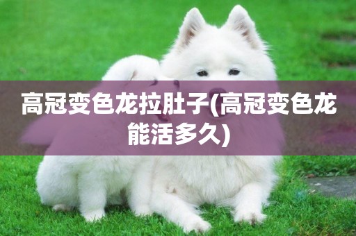 高冠變色龍拉肚子(高冠變色龍能活多久)