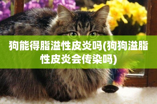 狗能得脂溢性皮炎嗎(狗狗溢脂性皮炎會傳染嗎)