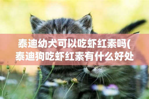 泰迪幼犬可以吃蝦紅素嗎(泰迪狗吃蝦紅素有什么好處)