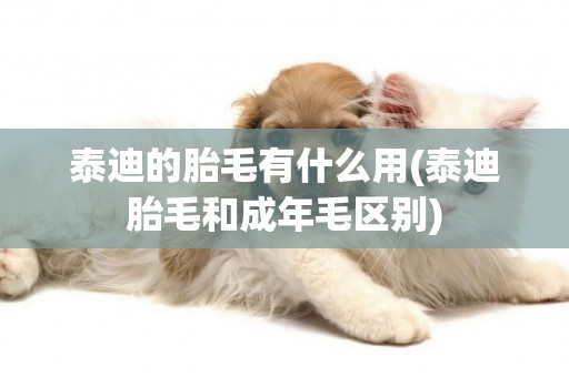 泰迪的胎毛有什么用(泰迪胎毛和成年毛區別)