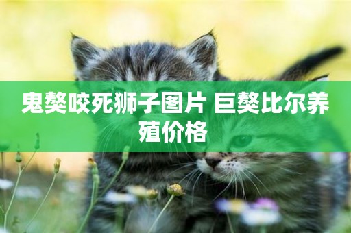 鬼獒咬死獅子圖片 巨獒比爾養殖價格 