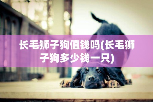 長毛獅子狗值錢嗎(長毛獅子狗多少錢一只)