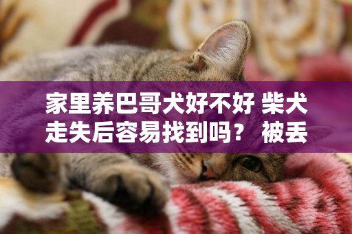 家里養巴哥犬好不好 柴犬走失后容易找到嗎？ 被丟棄的狗能自己找到嗎？ 