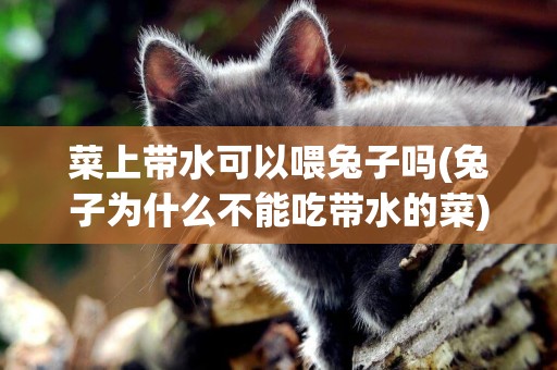 菜上帶水可以喂兔子嗎(兔子為什么不能吃帶水的菜)